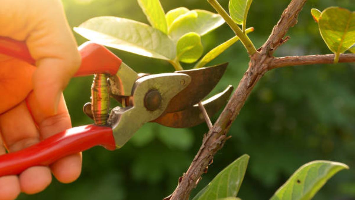 Esto sucederá con tu árbol frutal según la estación en la que hagas su poda